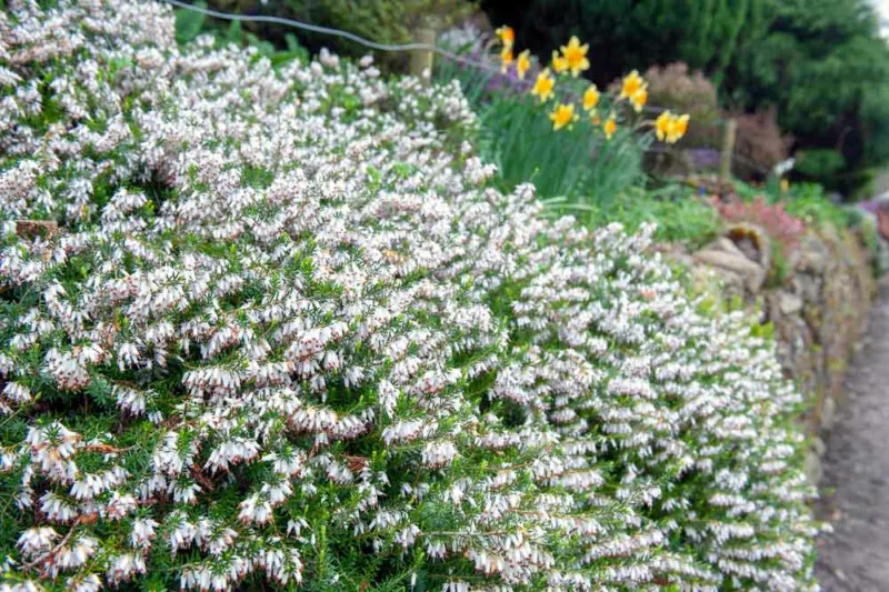Erica Carnea 'Springwood White', Winter Heath 'Springwood White', Heather 'Springwood White', Snow Heath 'Springwood White', Spring Heath 'Springwood White', Alpine Heath 'Springwood White', White Heath, White Heather