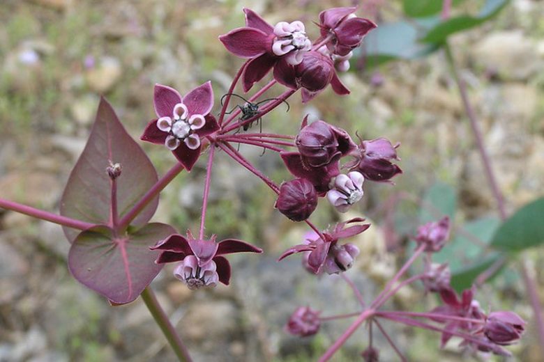 Asclepias cordifolia, Heartleaf Milkweed, Heart Leaf Milkweed, Purple Milkweed, Gomphocarpus cordifolius
