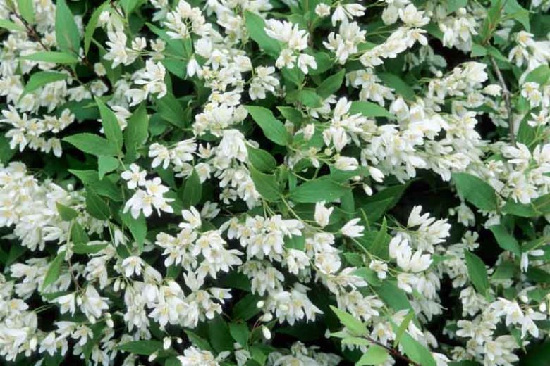 Deutzia Gracilis 'Nikko', Slender Deutzia, Deutzia 'Nikko', Slender Deutzia 'Nikko', Flowering Shrub, White flowers, Dwarf Shrub
