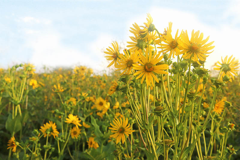 Silphium, Prairie Rosinweed, Prairie Dock, Compass Plant, Cup Plant, Silphium perfoliatum, Silphium laciniatum, Silphium terebinthinaceum, Silphium integrifolium,