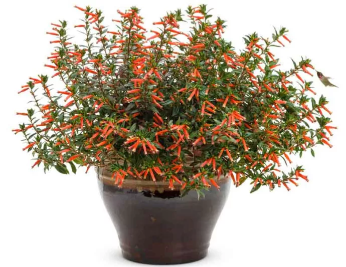 Cuphea 'Vermillionaire', Large Firecracker Plant 'Vermillionaire', Vermillionaire Cuphea, Orange Firecracker, Orange Cuphea, Orange Flowers