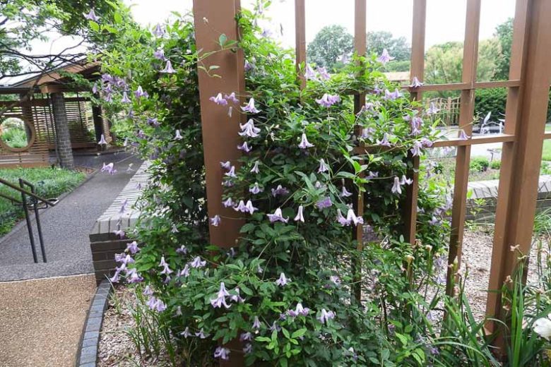 Clematis 'Betty Corning', Clematis Viticella 'Betty Corning', group 3 clematis, purple clematis, Blue clematis, lavender clematis, Viticella clematis