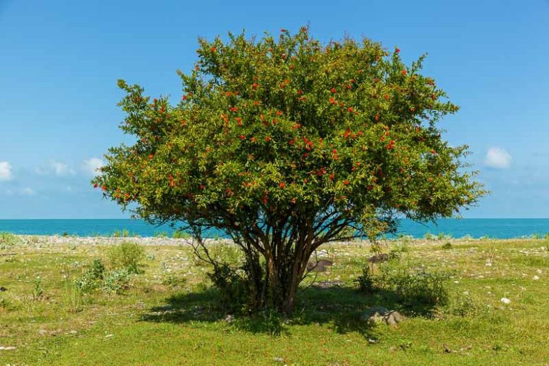 Punica granatum, Pomegranate, Carthaginian Apple, Granada, Red Flowers, Fruit Shrub