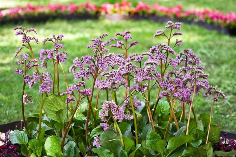 Bergenia crassifolia, Korean Elephant's Ears, Elephant's Ears, Elephant's Ears Saxifrage, Winter-Blooming Bergenia, Bergenia coreana, Pink Bergenia, Evergreen Perennial, Shade Perennial