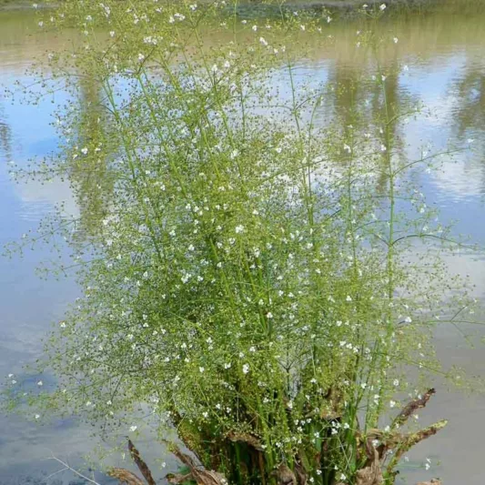 Alisma plantago-aquatica, Water Plantain, Deil's Spoons, Devil's Spoons, Mad Dog Weed, Thumbwort