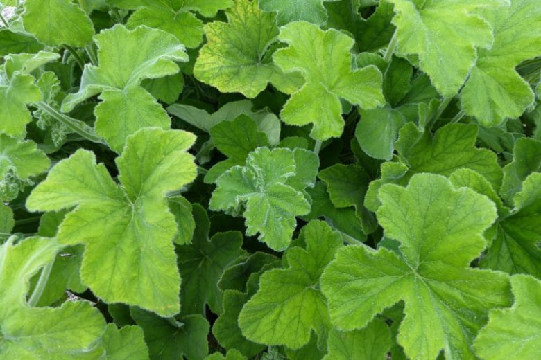 Pelargonium tomentosum, Peppermint Geranium, Peppermint-Scented Geranium, evergreen perennial, evergreen shrub, White flowers, White Pelargonium