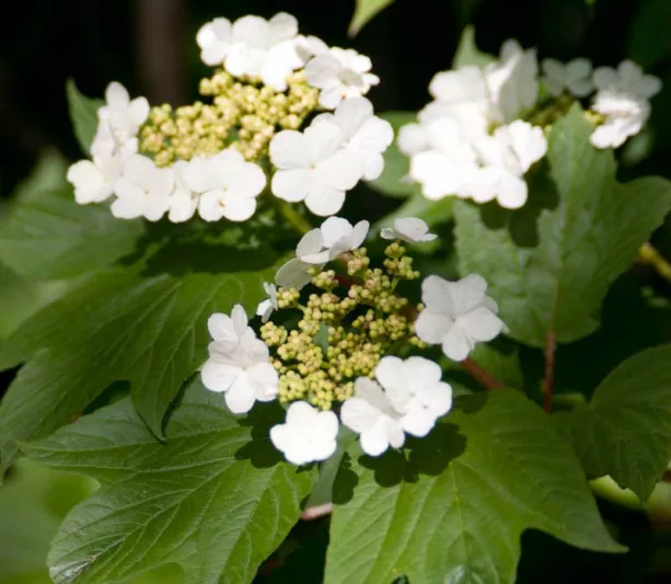 Viburnum Trilobum 'Redwing'