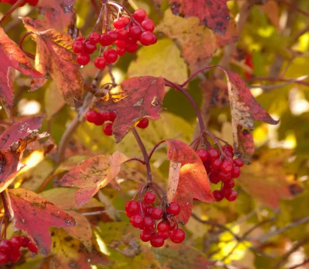 Viburnum Trilobum 'Redwing',American Cranberrybush 'Redwing', Vuburnum trilobum 'J. M. Select' Redwing, 'Redwing' American Cranberrybush, Shrub with fall color, fall color, shrub with berries