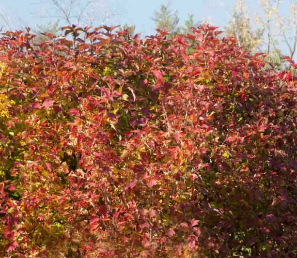 viburnum trilobum, American viburnum Redwing Viburnum