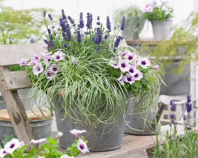 Carex Oshimensis 'Everlite', Japanese Sedge 'Everlite', Variegated Sedges, Ornamental grasses, Evergreen sedges, Evergreen Japanese sedges, Hardy Sedges