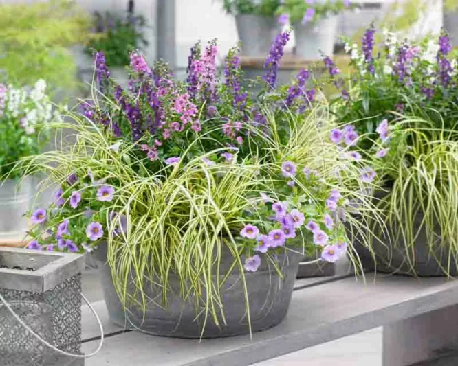 Carex Oshimensis 'Evercream', Japanese Sedge 'Evercream', Variegated Sedges, Ornamental grasses, Evergreen sedges, Evergreen Japanese sedges, Hardy Sedges
