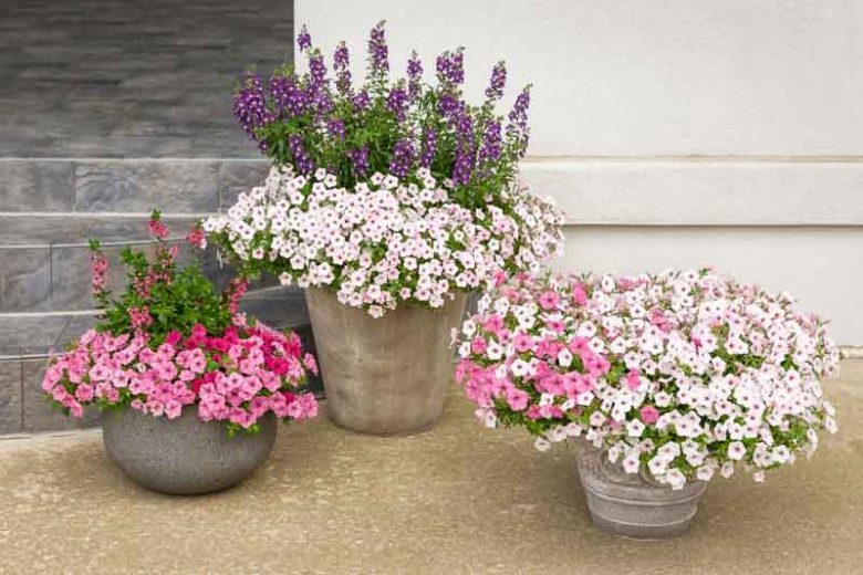 Petunia 'Supertunia Vista Silverberry', Supertunia Vista Silverberry Petunia, Mounding Petunia, Silver Petunia, Silver Flowers