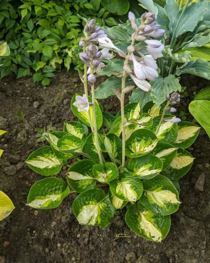 Hosta Warwick Comet, Warwick Comet Hosta, Variegated Plantain lily, Plantain Lily Warwick Comet, Shade perennials, Plants for shade