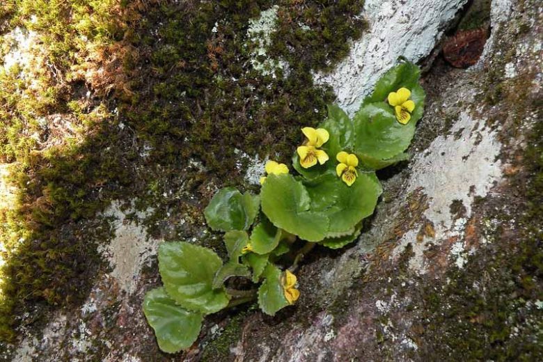Viola rotundifolia, Eastern Round-Leaved Violet, Roundleaf Yellow Violet, Round-leaved Yellow Violet, Early Yellow Violet, Roundleaf Violet, Shade plants, shade perennial, violet flowers, plants for shade