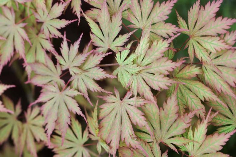 Acer palmatum 'Ariadne', Japanese Maple 'Ariadne', Tree with fall color, Fall color, Pink leaves, Orange Acer, Orange Japanese Maple, Red leaves, Red Acer, Red Japanese Maple