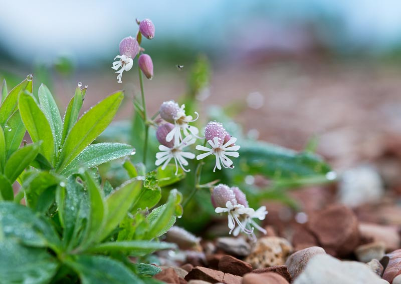 Silene, Garden Catchfly, Sweet William Catchfly, Campion, Red Campion,Royal Catchfly, Campion, Indian Fire Pink, Fire Pink, Cliff Pink, Scarlet Catchfly, Sea Campion, Wildflowers