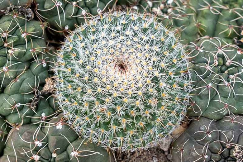 Mammillaria hahniana, Old Lady Pincushion, Birthday Cake Cactus, Old Lady of Mexico, Old Woman Cactus, Neomammillaria hahniana, small Succulents, Small Cactus
