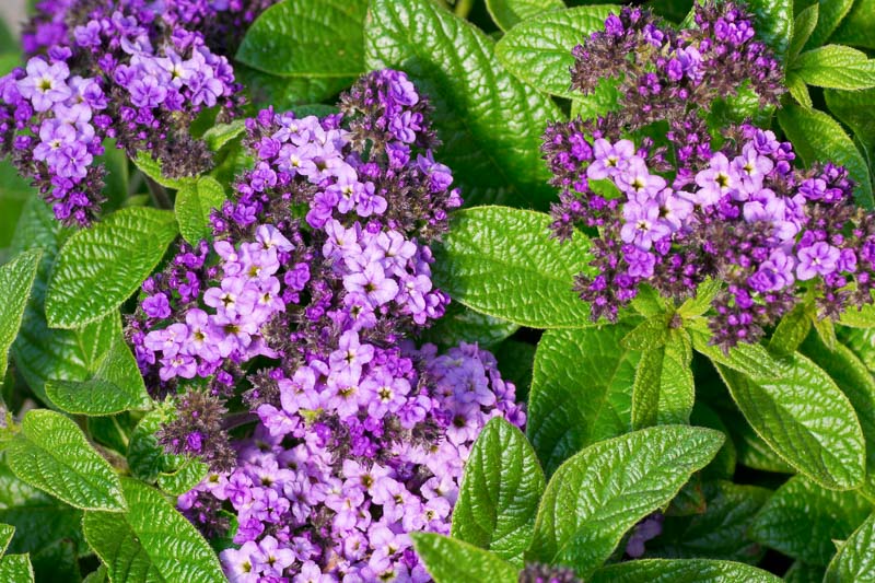 Heliotrope, Heliotropium, Cherry Pie Flower, Peruvian Heliotrope, Heliotropium arborescens, Peruvian Turnsole, Heliotropium peruvianum