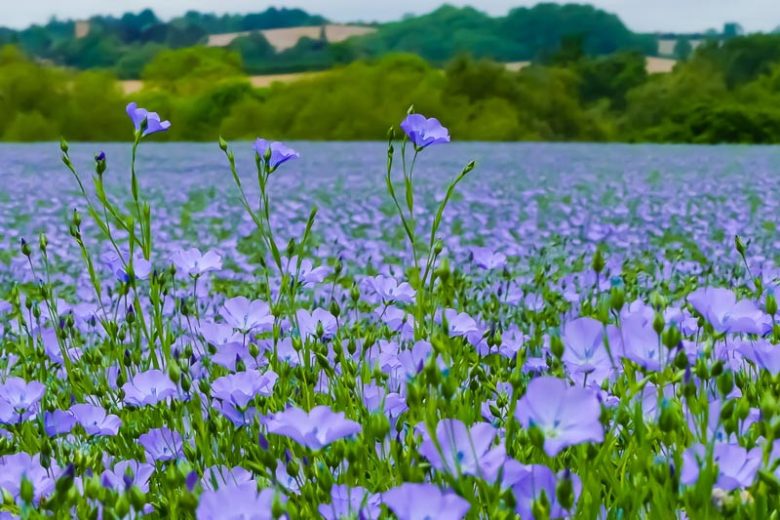 Linum usitatissimum, Flax, Common Flax, Lin, Line, Linn, Lint, Linseed Oil Plant, Drought tolerant flowers, Blue flowers