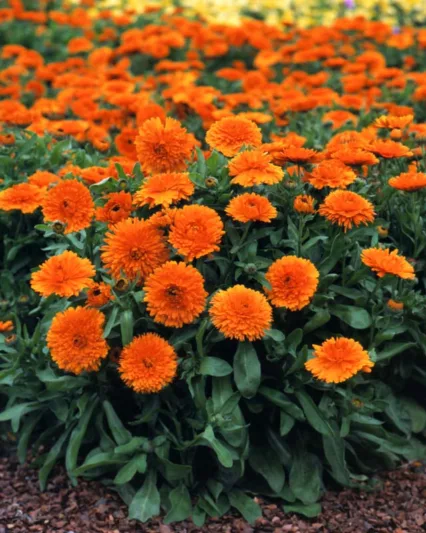 Calendula  officinalis 'Candyman Orange', Pot Marigold Candyman Orange, English Marigold Candyman Orange, Orange Calendula, Orange Pot Marigold, Orange Marigold