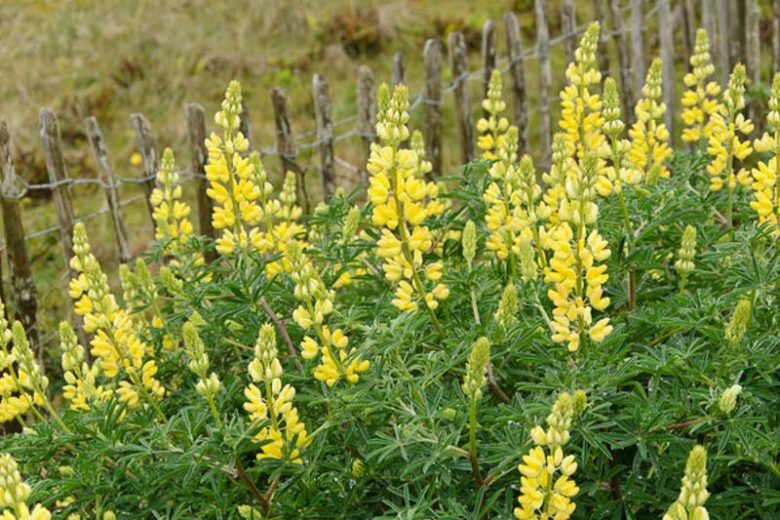 Lupinus arboreus