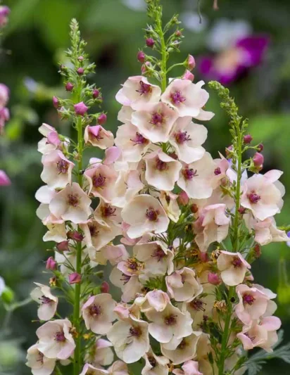 Verbascum 'Southern Charm', 'Southern Charm' Mullein, Verbascum x hybrida ‘Southern Charm’', cream flowers, Orange flowers, Yellow flowers, Architectural plants, Vertical Plants, Deer Tolerant perennials,