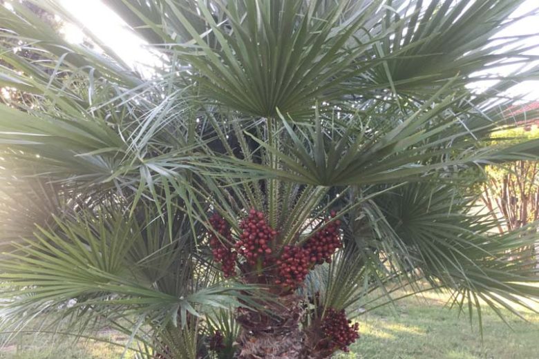 Chamaerops humilis, European Fan Palm, Dwarf Fan Palm, European Fan Palm, African Hair Palm, Drought tolerant tree, Tropical Plant, Palm Tree, Blue Palm Tree, Blue Palms