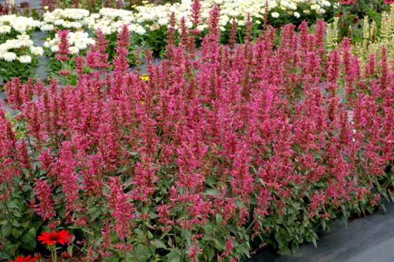 Agastache 'Morello', Giant Hyssop 'Morello', Hummingbird Mint 'Morello', Pink Agastache, Hummingbird Plant, Hummingbird Flowers
