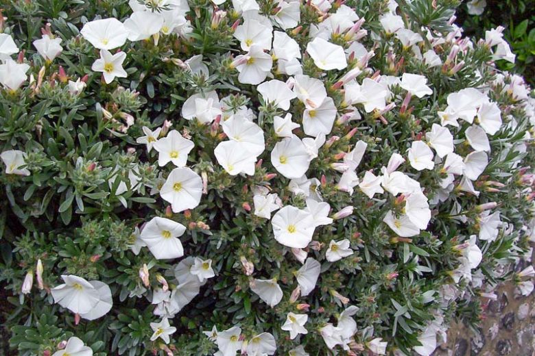 Convolvulus Cneorum, Shrubby Bindweed, Silvery Bindweed, Silverbush, Bush Morning Glory, Mediterranean Plants, Drought Tolerant plant, Evergreen Shrub, White Flowers