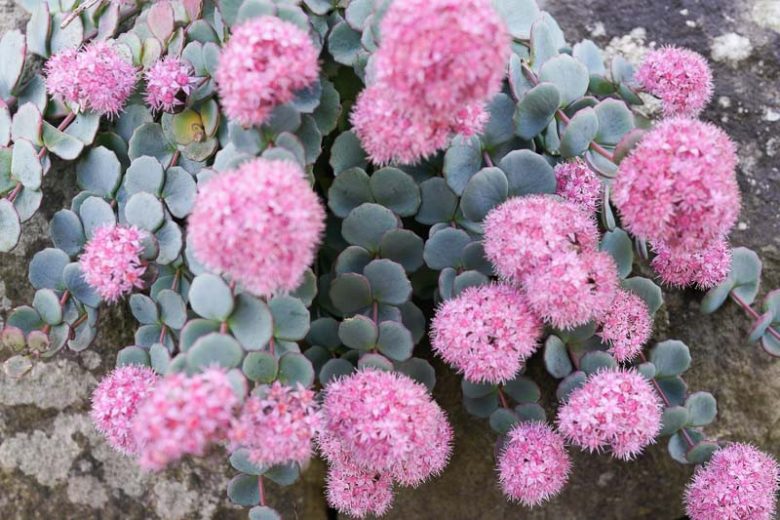 Sedum sieboldii, October Daphne Stonecrop, Hylotelephium sieboldii, sieboldii stonecrop