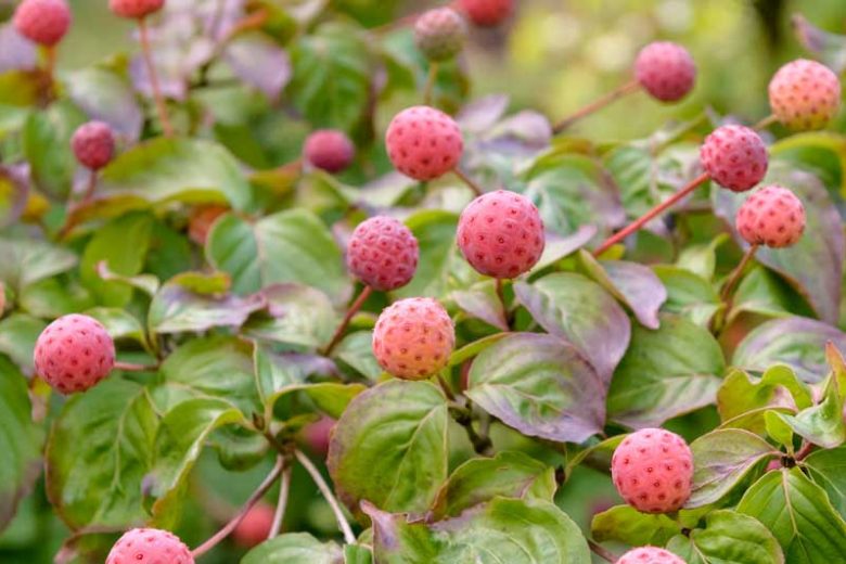 Cornus kousa 'Miss Satomi', Kousa Dogwood 'Miss Satomi', Japanese Dogwood 'Miss Satomi', Cornus kousa 'Satomi',  Cornus kousa var. chinensis 'Satomi', Pink Flowers, Pink Cornus