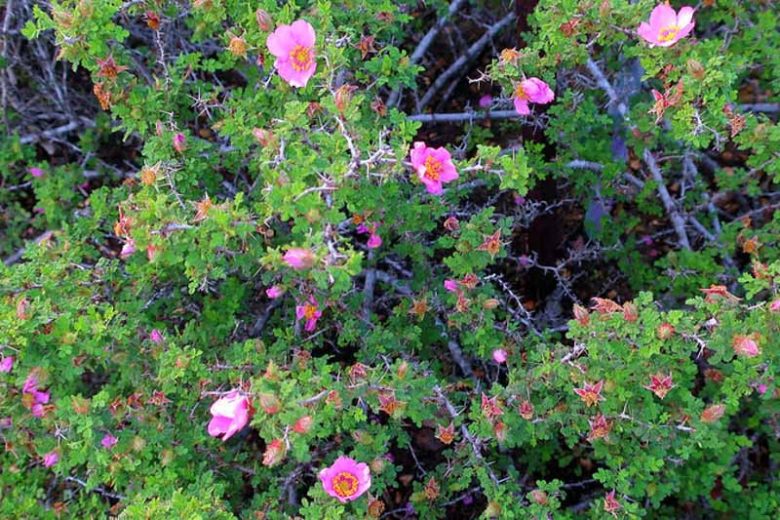 Rosa minutifolia, Baja Rose, Ensenada Rose, Small-Leaved Rose, Wild Roses, Shrub Roses, pink roses, Drought tolerant roses