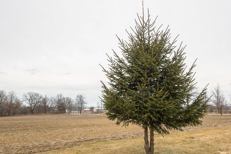 Picea abies, Norway Spruce, European Spruce, Evergreen Conifer, Evergreen Shrub, Evergreen Tree