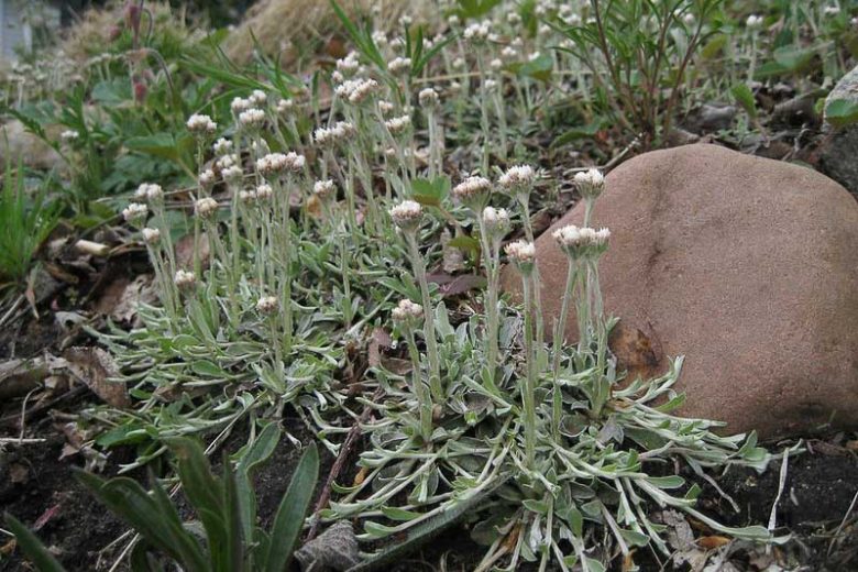 Antennaria neglecta, Field Pussytoes, Prairie Everlasting, Antennaria angustiarum, Antennaria athabascensis, Antennaria campestris, Drought Tolerant Groundcover