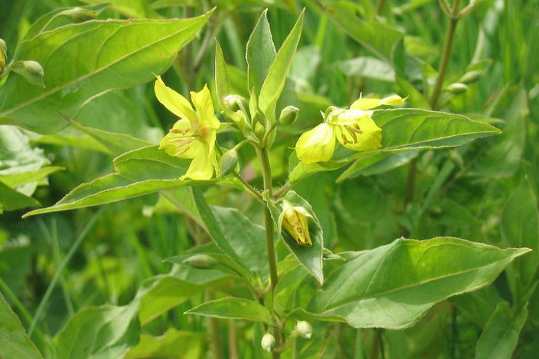 Lysimachia ciliata, Fringed Loosestrife, Fringed Yellow Loosestrife, Steironema ciliatum, Steironema pumilum, Yellow Flowers