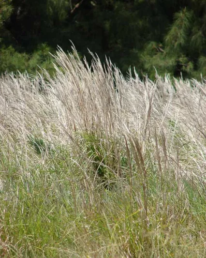 Andropogon glomeratus, Bushy Bluestem, Brushy Bluestem, Bushy Beardgrass, Bushy Broom Grass, Ornamental Grass