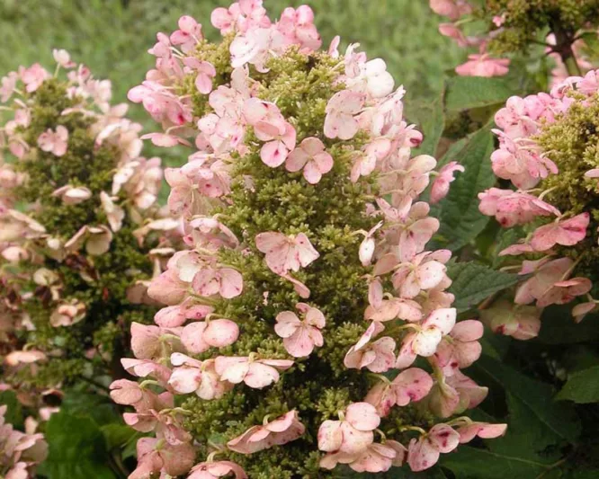 Hydrangea Quercifolia Munchkin, Munchkin Oak Leaf Hydrangea, Munchkin Oakleaf Hydrangea, Oakleaf Hydrangea 'Munchkin', White Hydrangea, Small Hydrangea, Hydrangea Bush
