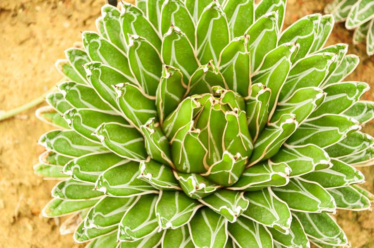Agave, Agave Americana, Century Plant,Blue Agave, Hardy Agave, Variegated Agave, Drought tolerant plants