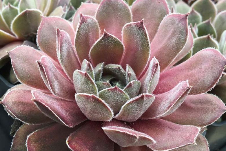 Sempervivum Silver Suede, Hens and Chicks Silver Suede, Houseleek Silver Suede, Chick Charms Series, succulent, evergreen succulent, Silver Succulent, drought tolerant perennial, drought tolerant plant