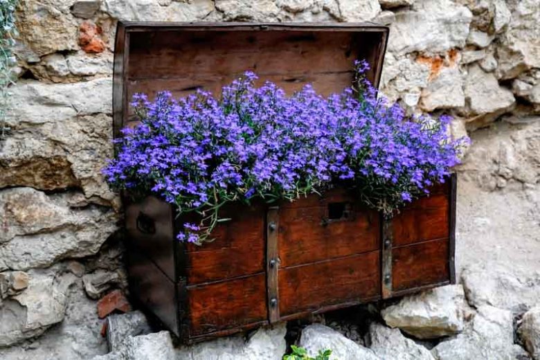 Lobelia erinus, Annual Lobelia, Edging Lobelia, Trailing Lobelia, Garden Lobelia, Blue Lobelia, Blue Flowers