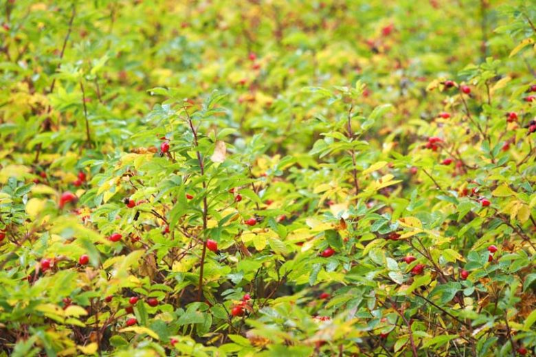 Rosa woodsii, Woods' Rose, Western Wild Rose, Wild Rose, Shrub Roses, Pink roses, Hardy roses