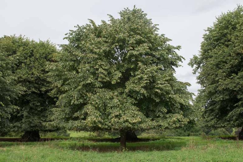 Tilia x europaea, European Linden, European Lime, European Basswood, Deciduous Tree, Fall Color