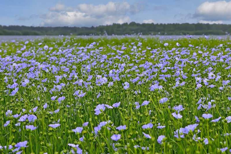 Linum perenne, Perennial Flax, Blue Flax, Lint Bells, Prairie Flax, Drought tolerant perennials, Blue perennial flowers, Evergreen perennial, Low maintenance perennial