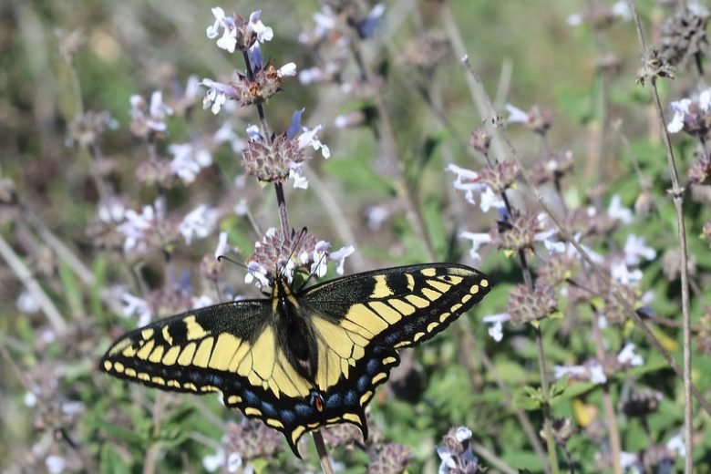 Salvia mellifera, Black Sage, California Black Sage, Honey Sage, White salvia, White Sage, White flowers