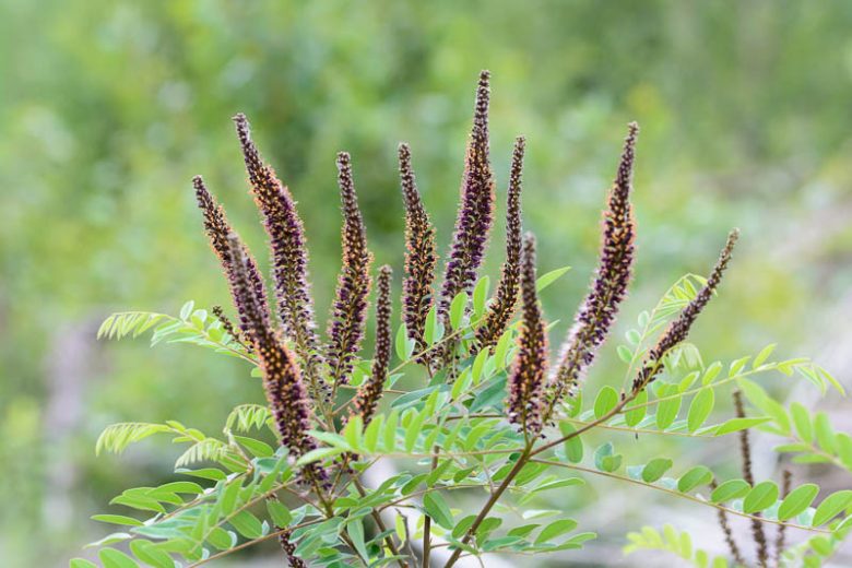 Amorpha fruticosa, Indigo Bush, False Indigo Bush, False Indigo, Desert False Indigo, Purple flowers, Drought tolerant shrub
