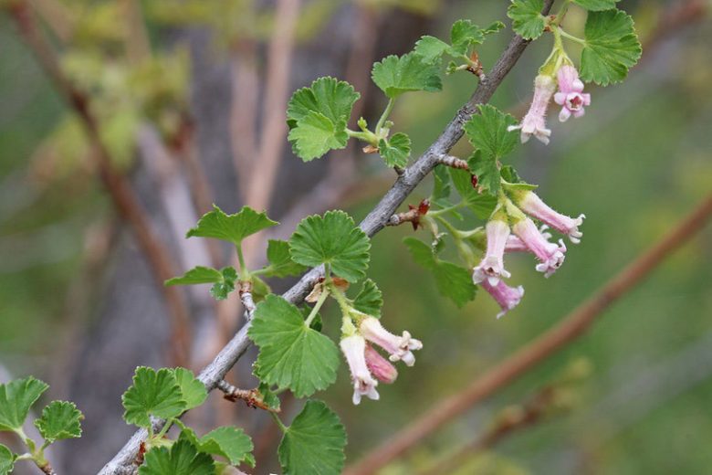 Ribes cereum