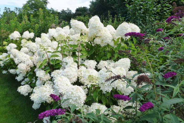 Hydrangea Paniculata 'Limelight', Limelight Hydrangea, Hydrangea 'Limelight', Panicle Hydrangea 'Limelight', Hydrangea paniculata 'Limelight'