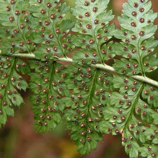 Dryopteris intermedia, Intermediate Woodfern, Evergreen Wood-fern, Fancy Wood Fern, Shade plants, shade perennial, plants for shade