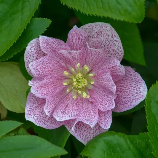 Wedding Crasher Hellebore, Helleborus Wedding Crasher,  Hellebore 'Wedding Crasher', Lenten Rose 'Wedding Crasher', Double Hellebore, Double Lenten Rose