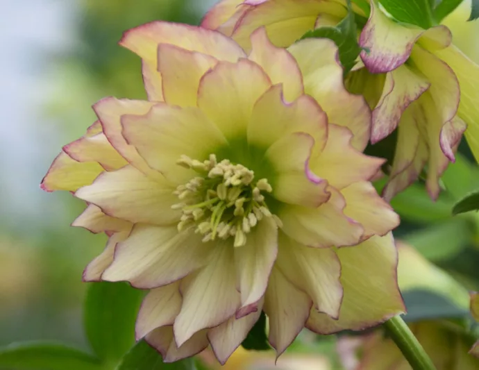 First Dance Hellebore, Helleborus First Dance,  Hellebore 'First Dance', Lenten Rose 'First Dance', White Hellebore, Yellow Hellebore, Double Hellebore, Double Lenten Rose